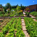 Blog jardin